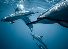 开云官网-王晓瑞：伊家军二胜遮百丑